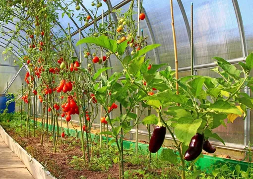 Что посадить рядом с помидорами в теплице