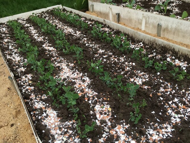 Яичная скорлупа для огорода: применение удобрения для различных растений на саду и даче