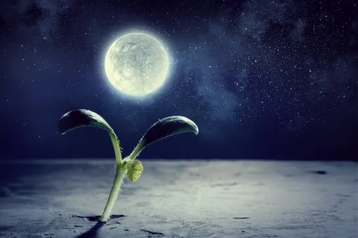 Лунный календарь садовода: научное обоснование и развенчивание мифов