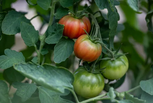 Как избежать жирования томатов