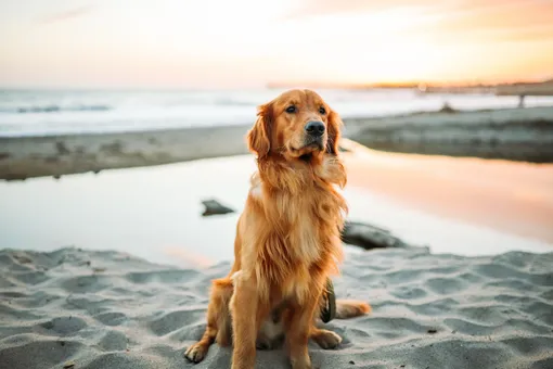 Золотистый ретривер, топ самых умных пород собак