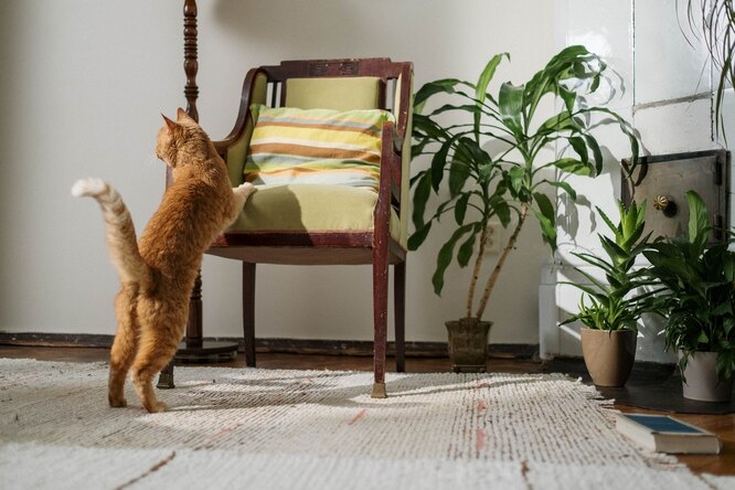 Кошка и комнатные растения