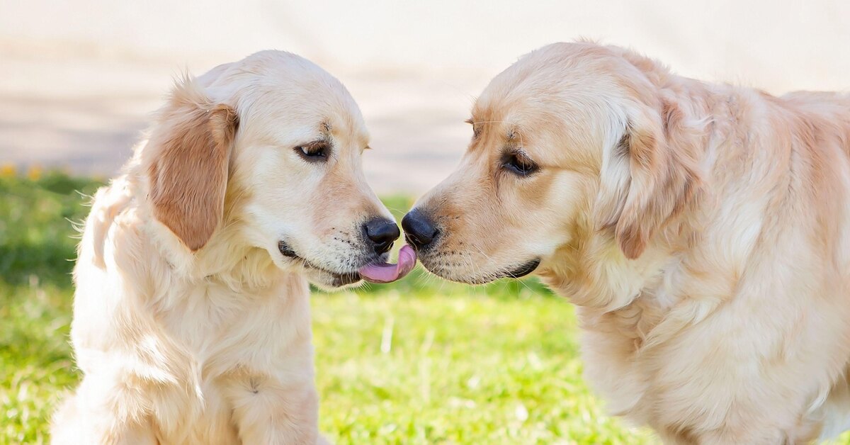 Рацион и питание