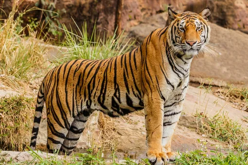 7 любопытных фактов о тиграх, которые вы могли не знать