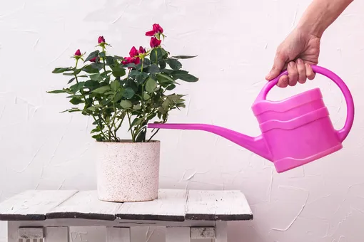 Не только кактусы: 13 комнатных растений, которые можно поливать раз в месяц