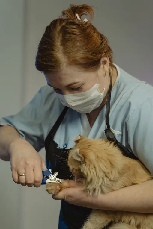 женщина обрезает кошке когти