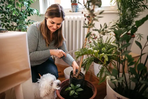 Если кошка или собака любят погрызть листики, нужно исключить покупку опасных комнатных растений