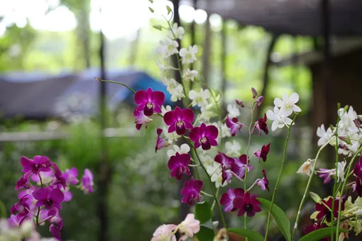 орхидеи фаленопсис дома