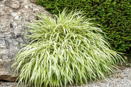 Декоративная трава — хаконехлоа