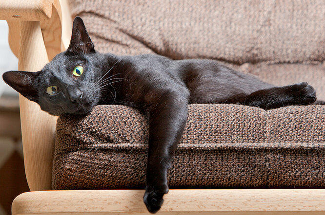 Породы с минимальным количеством шерсти