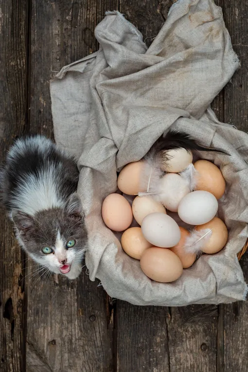 Сырое или варёное: какое яйцо можно давать кошке