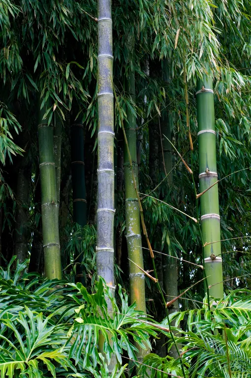 Виды комнатного бамбука: Guadua Bamboo