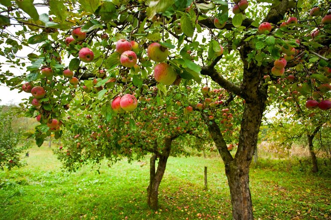 Яблочный год: какую яблоню посадить на участке, чтобы получить отличный урожай