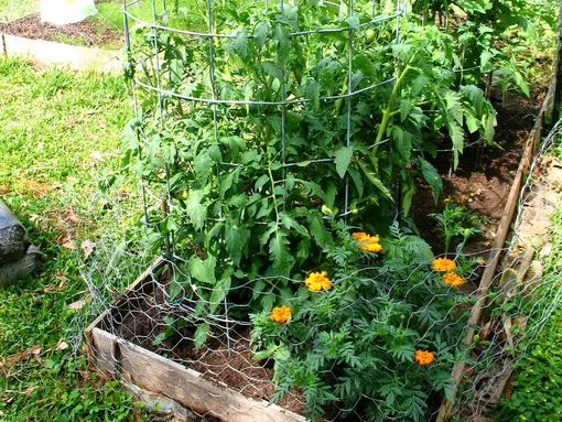Благоприятное и неблагоприятное соседство томатов на грядке