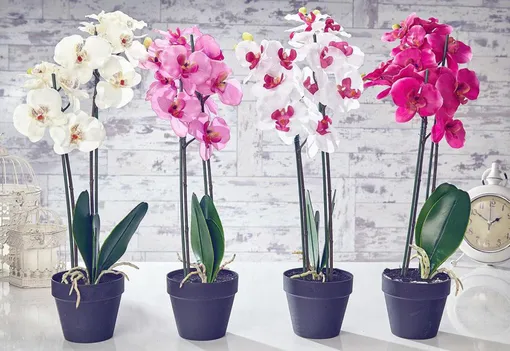 Особенности и принципы содержания орхидеи