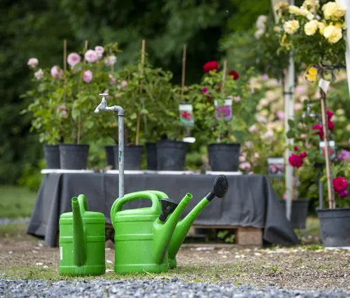 Не поливайте свой огород из шланга — ведь именно таким образом вода попадает в междурядья и к корням сорняков