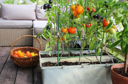 Как выращивать овощи на балконе
