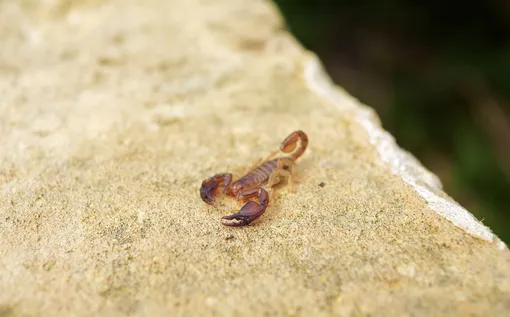 скорпионы, каких животных нельзя держать дома