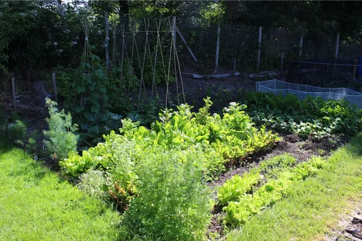 Какие овощи можно выращивать в тени огорода и сада
