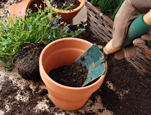 Почва для герани требуется рыхлая, воздухопроницаемая, не слишком удобренная