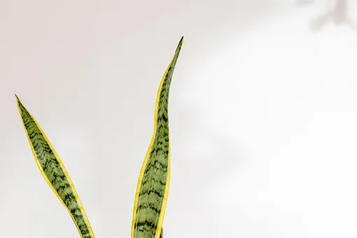 87713aef2a5c1712138fddb742535b0b_cropped_510x340