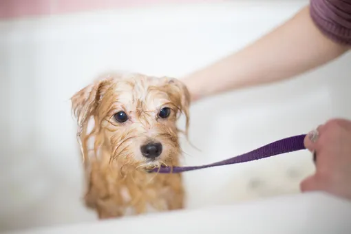 как помыть собаку без воды и ванны