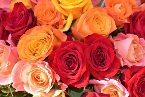Аромат розы присутствует во многих парфюмерных композициях