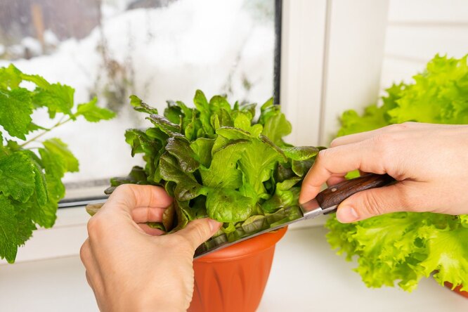 Как вырастить салат дома на подоконнике