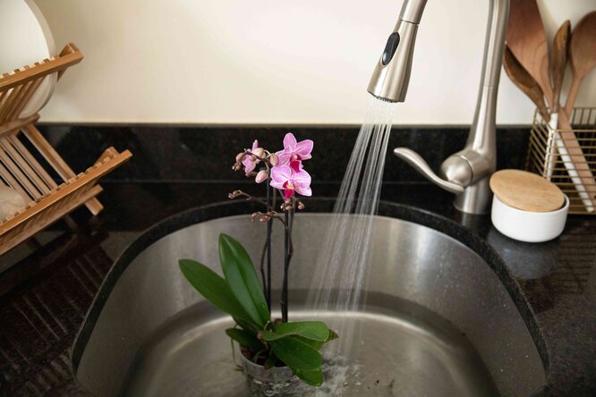 Zalévání orchidejí z konve nebo pod tekoucí vodou