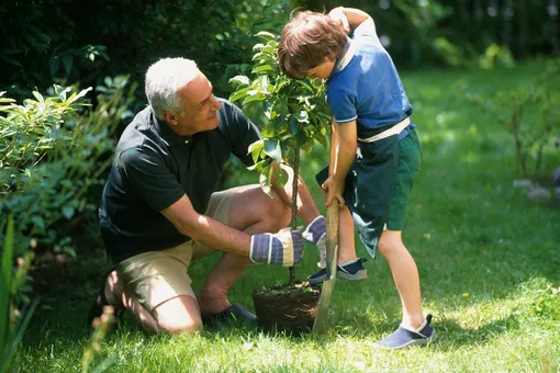 Москвичи смогут высадить именное дерево в честь своего ребенка