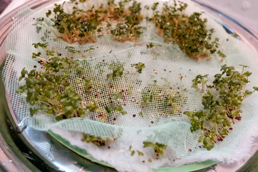 Выращивание микрозелени на марле или ткани
