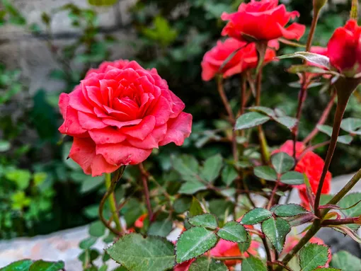 Опытные садоводы советуют обязательно обрезать розы