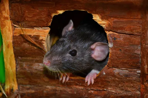 Как предотвратить появления мышей в доме и других построек