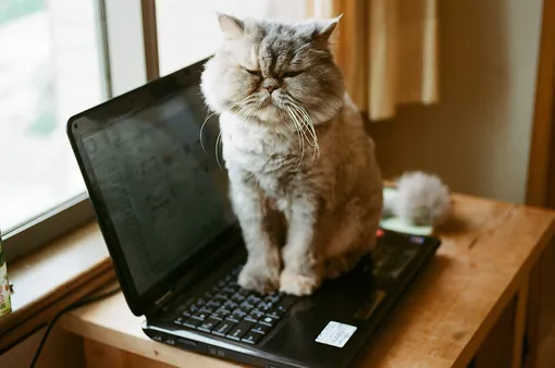Почему все любят котиков Почему все любят котиков