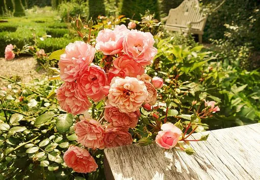 Комплексные удобрения для роз способны увеличить количество бутонов и обогатить их цветовую палитру