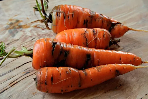 Возможные проблемы хранения моркови на балконе и способы их устранения