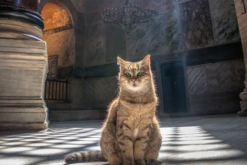 Самая популярная кошка Стамбула останется жить в Святой Софии после смены статуса