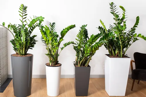 Как определить проблему чрезмерного увлажнения почвы