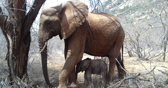 Так выглядит доверие: слониха привела дочь к людям, которые спасли ей жизнь
