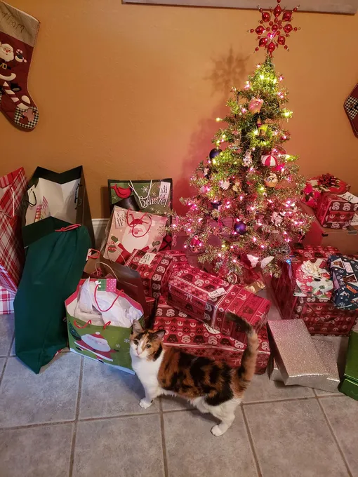 кошка любит рождество, кошка и елка