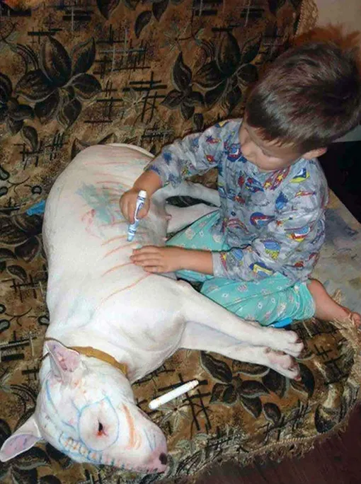 Почему детей нельзя оставлять с животными одних — фото, описание