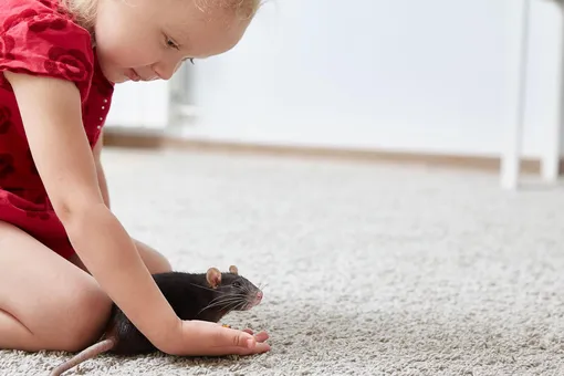 Девочка играет с домашней крысой
