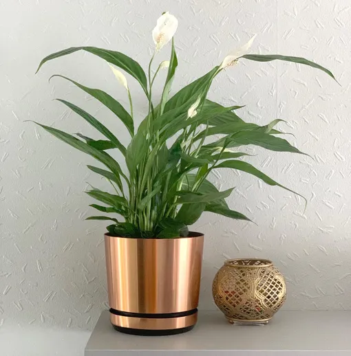 Спатифиллум — цветущие комнатные растения