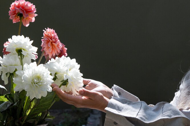 Dahlias