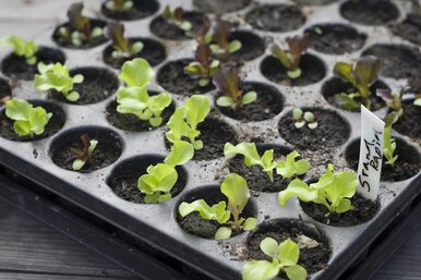 Как правильно высадить салат, чтобы после баловать себя зеленью?