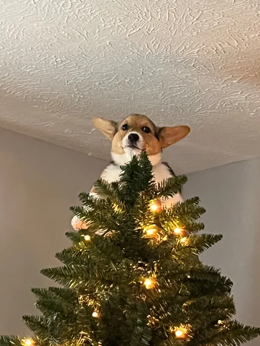 собака на новогодней елке