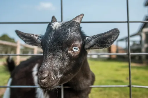 Оригинально и мило: фермер нашёл способ выкормить 10 новорождённых козлят