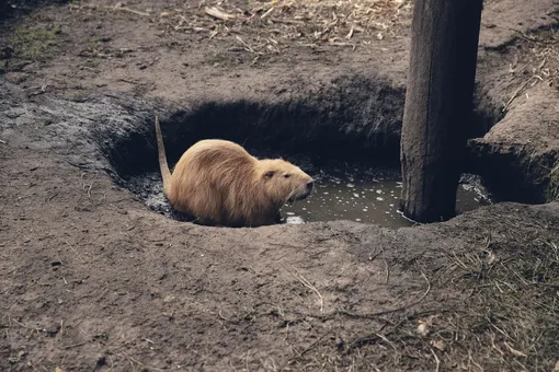 Животные чувствуют грунтовые воды и по своему на это реагируют