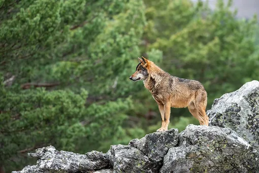 Собаки — предки мегафаунного волка