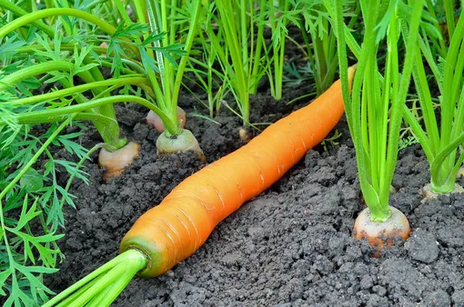 После каких овощей можно сеять морковь